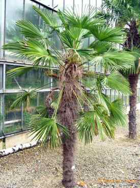 Trachycarpus fortunei hardy palm for ireland